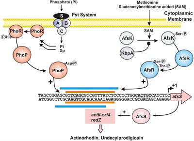 The Balance Metabolism Safety Net: Integration of Stress Signals by Interacting Transcriptional Factors in Streptomyces and Related Actinobacteria